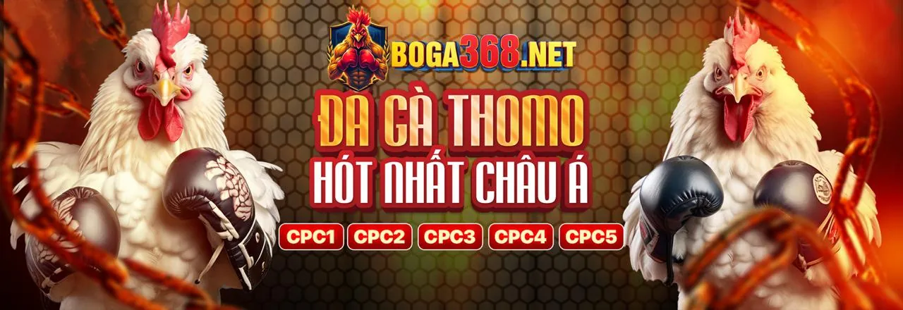 Sân đấu gà trực tiếp sôi động tại BJ66